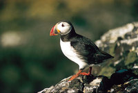 Puffins patrols by kayak on Herm