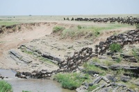 Masai Mara Annual Migration