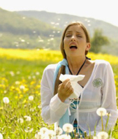 Anti-allergy algae