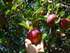 Apples