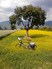 Bike amongst flowers