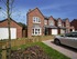 Bluebell development