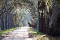 Trailblazer or ramblin' rose - Take a hike in the Peach State