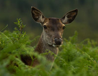 Red Deer Hind