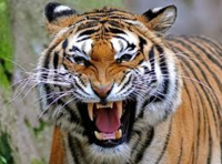 Friendly looking tiger Friendly looking tiger