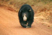 Sloth Bears of Sri Lanka prepare to feast in Yala National Park