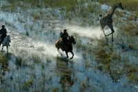 Masai Mara and Okavango Delta combined on unique riding safari