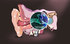 Interactive ear