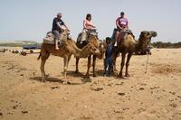 Camel safari in Essaouira