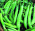 Pea 'Kelvedon Wonder'