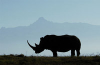 Best places to stay to support rhino conservation