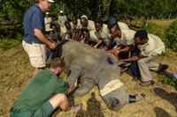Travel company celebrates milestones in fight against rhino poaching