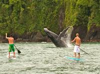 Whale watching in Colombia