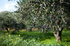 Olive tree