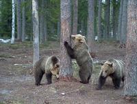 Walking with bears a necessity in Slovakia