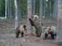 See bears in the wilds of Slovakia