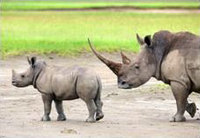 Black Rhinos