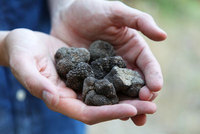 Les Pastras Truffle Hunt and Truffle/Champagne Aperitif