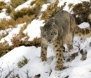 Dolpo: Land of the Snow Leopard - trekking in Nepal