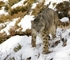 Snow Leopard