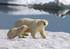 See polar bear hunting grounds with Intrepid