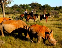 A horsey photography holiday in South Africa