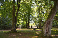 Autumn in the New Forest