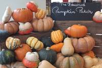 Celebrate Halloween at Bluebird’s Pumpkin Patch this October