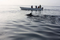 Dolphin research and marine conservation volunteer project in Zanzibar