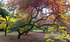 Westonbirt Trees