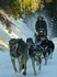 Dog Sledding, Triple Creek, Montana, Ranch Rider