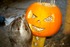 Halloween with the otters at Lakes Aquarium
