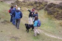 Enjoy a guided walk in the New Forest