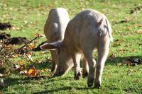 Pigs and ponies in the New Forest