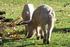 Pigs looking after the ponies!