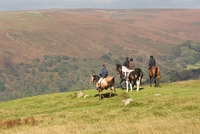 Horseback safaris on Dartmoor