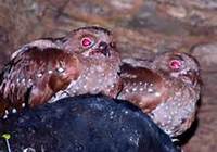 Colombian oilbirds