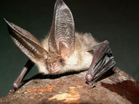 The most common house bats