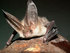 Long eared
