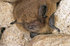 Pipistrelle