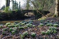 Scottish Snowdrop Festival returns