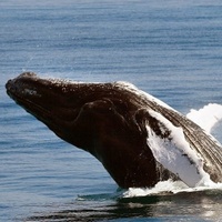Whale-watching season begins in Samana