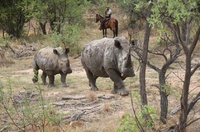 Botswana & South Africa focused riding safari