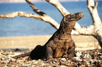 New Komodo dragon community found in Indonesia