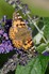 Painted Lady Butterfly in Dumfries & Galloway