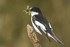 Pied Flycatcher in Dumfries & Galloway