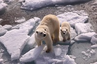 Polar bears