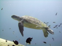 Sea Turtle