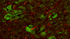 Quercetin