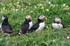 Puffins. Credit: Keith Kirk/Wild Seasons